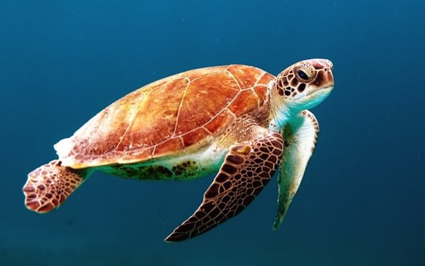 Quels sont les meilleurs spots pour une plongée en apnée avec les tortues marines aux Seychelles : périodes et conseils ?